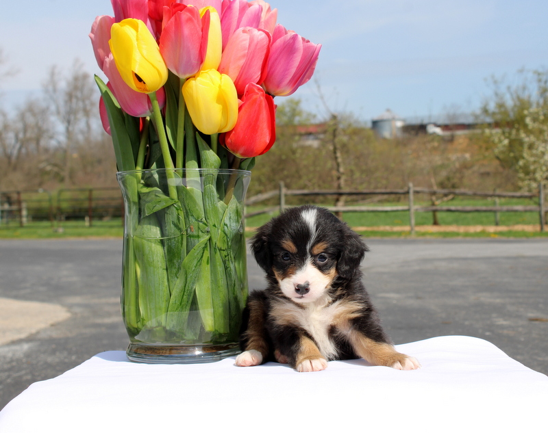 puppy, for, sale, Mini Bernedoodle F2, Matthew B. Stoltzfus, dog, breeder, Gap, PA, dog-breeder, puppy-for-sale, forsale, nearby, find, puppyfind, locator, puppylocator, aca